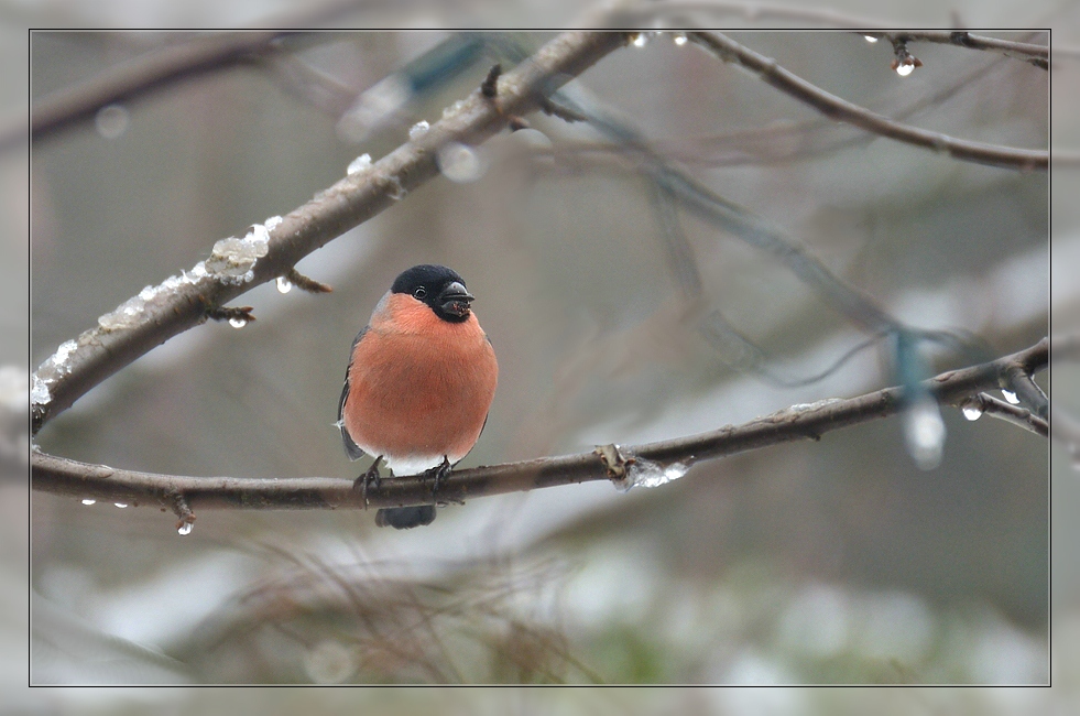 winterlicher Dompfaff