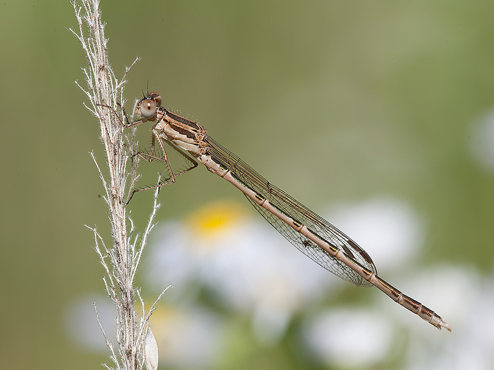 Winterlielle Gemeine 2014 08 08 02