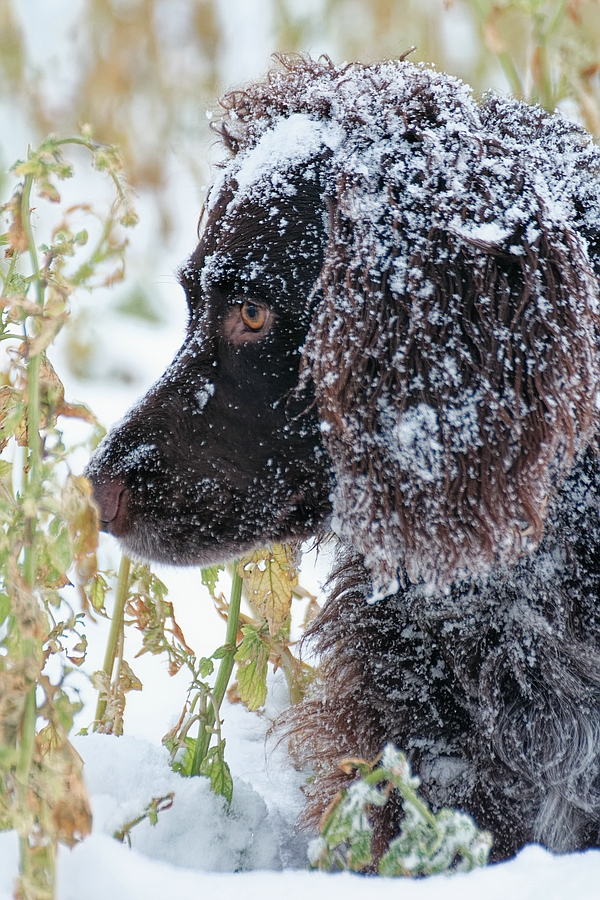 Winterportrait