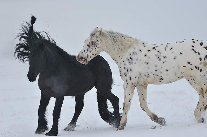 Winterromanze