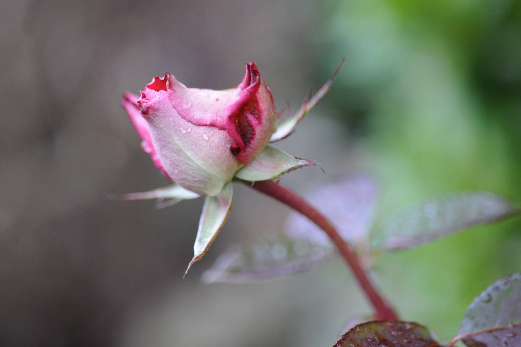 Winterrose