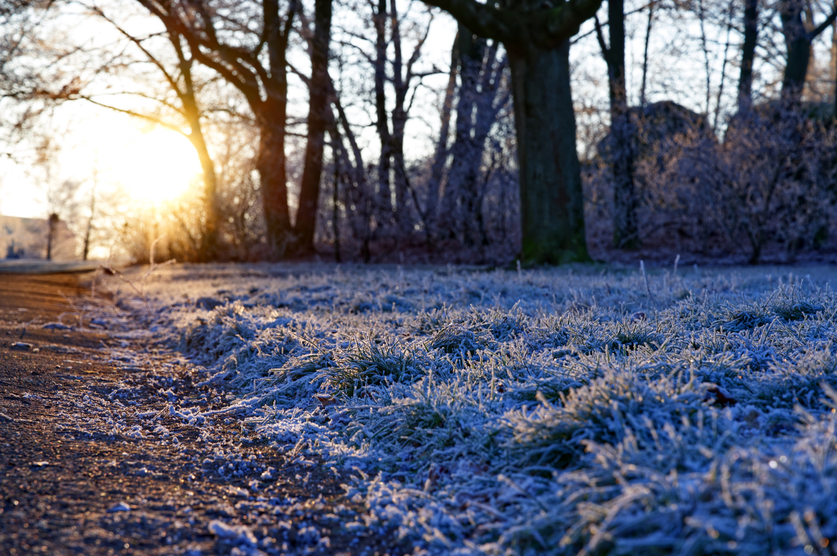 Winterscape