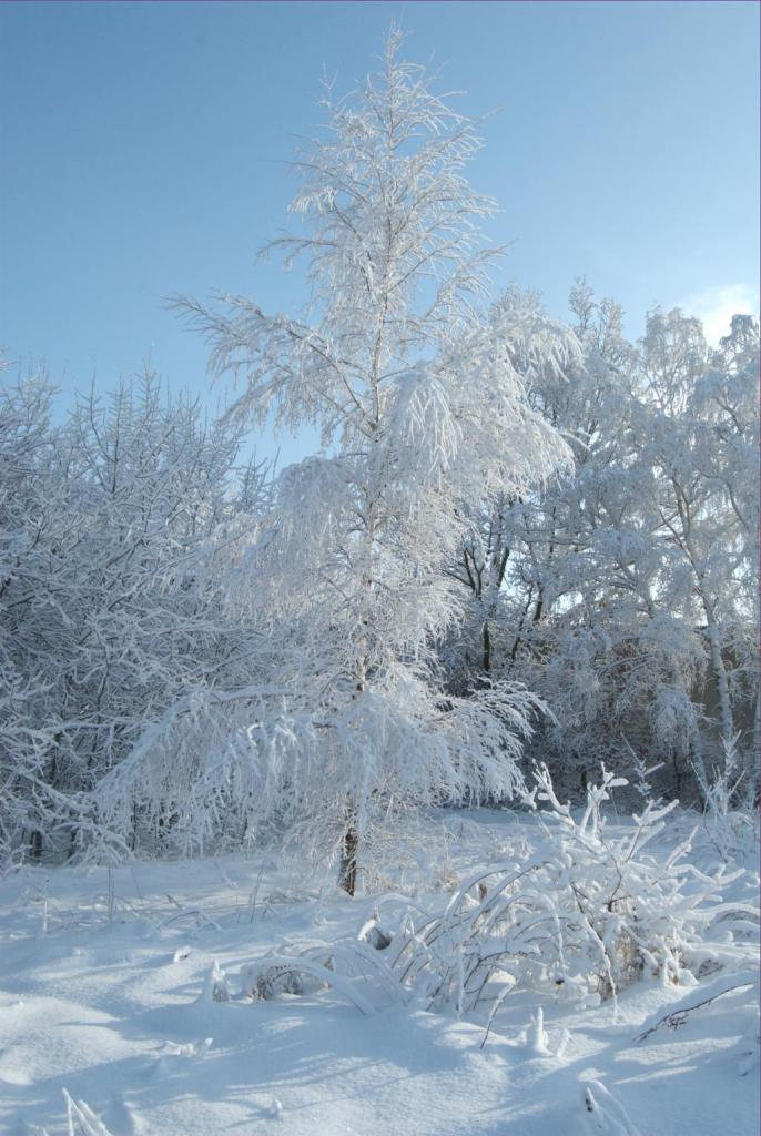 Winterspaziergang Feb. 2009 Baum 1