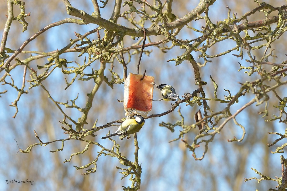 Winterspeck am Baum