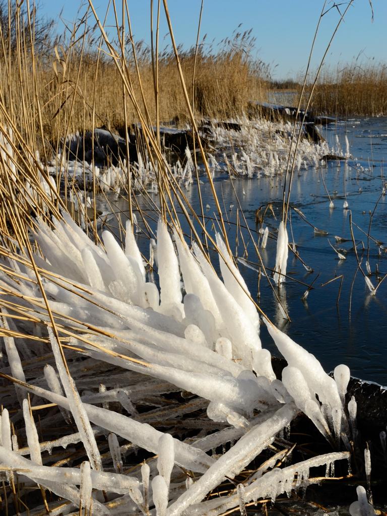 Winterstarre am Schilf