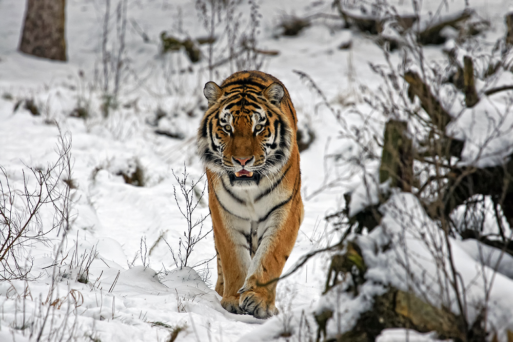 Wintertiger