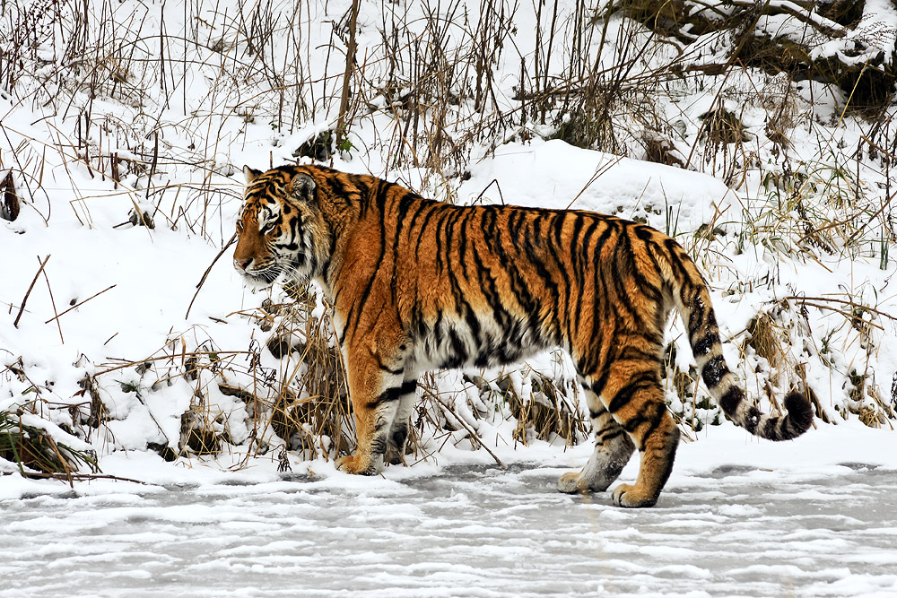 Wintertiger