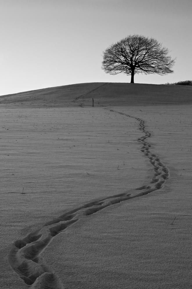 Wintertree