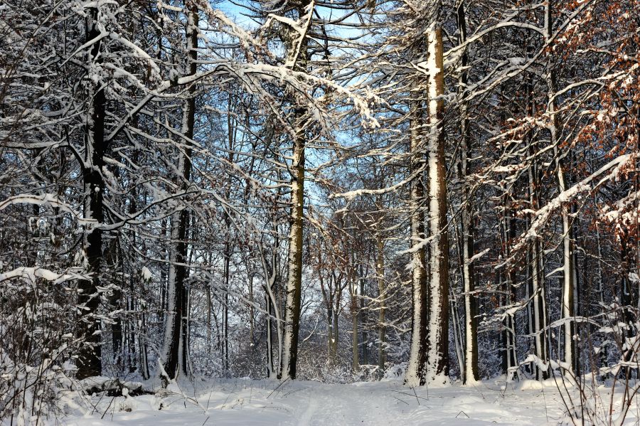 Winterwald 01