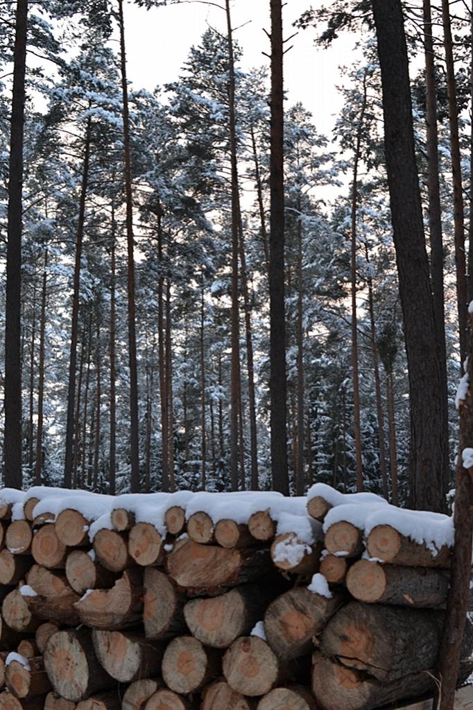 Winterwald