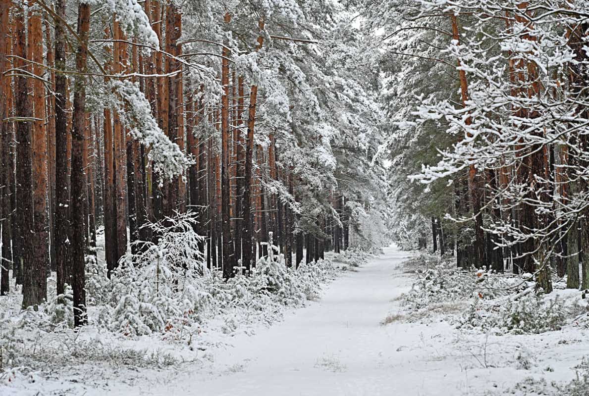 Winterwanderweg.jpg
