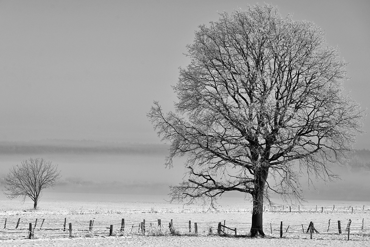 Winterweide