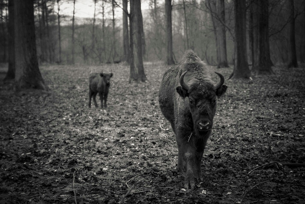 wisent DSC 5727