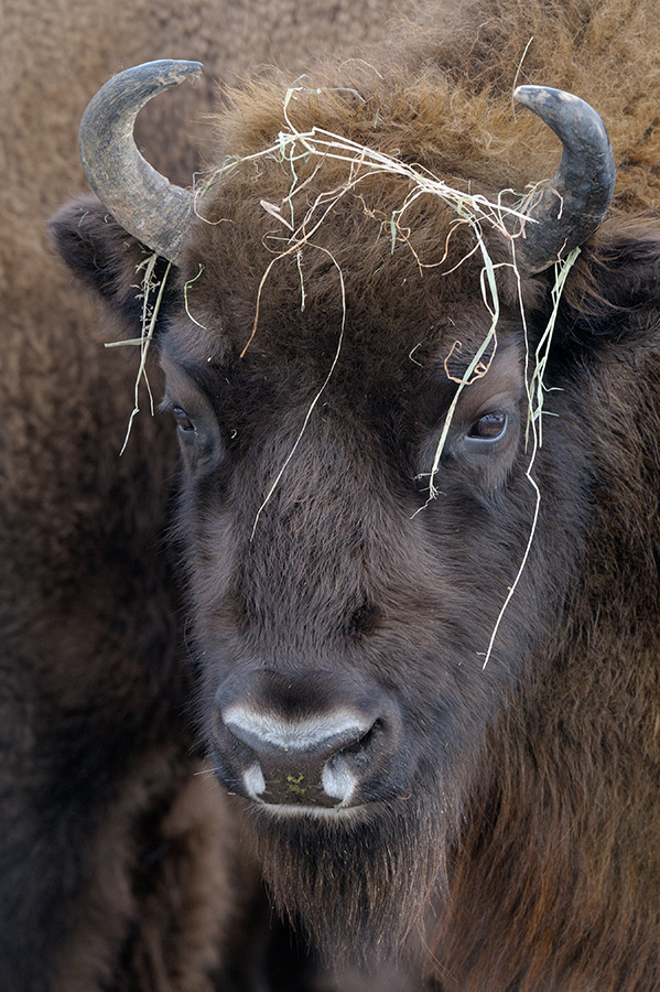 Wisent Portrait 2 web