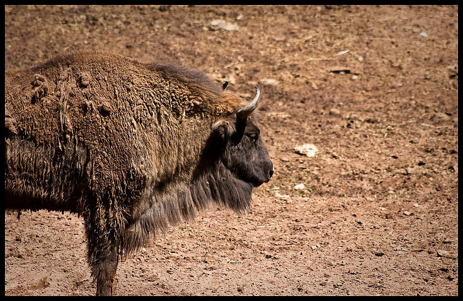 Wisent