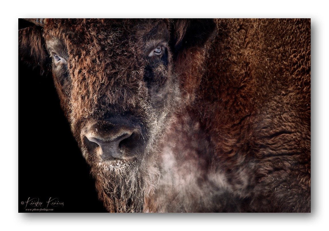 Wisent