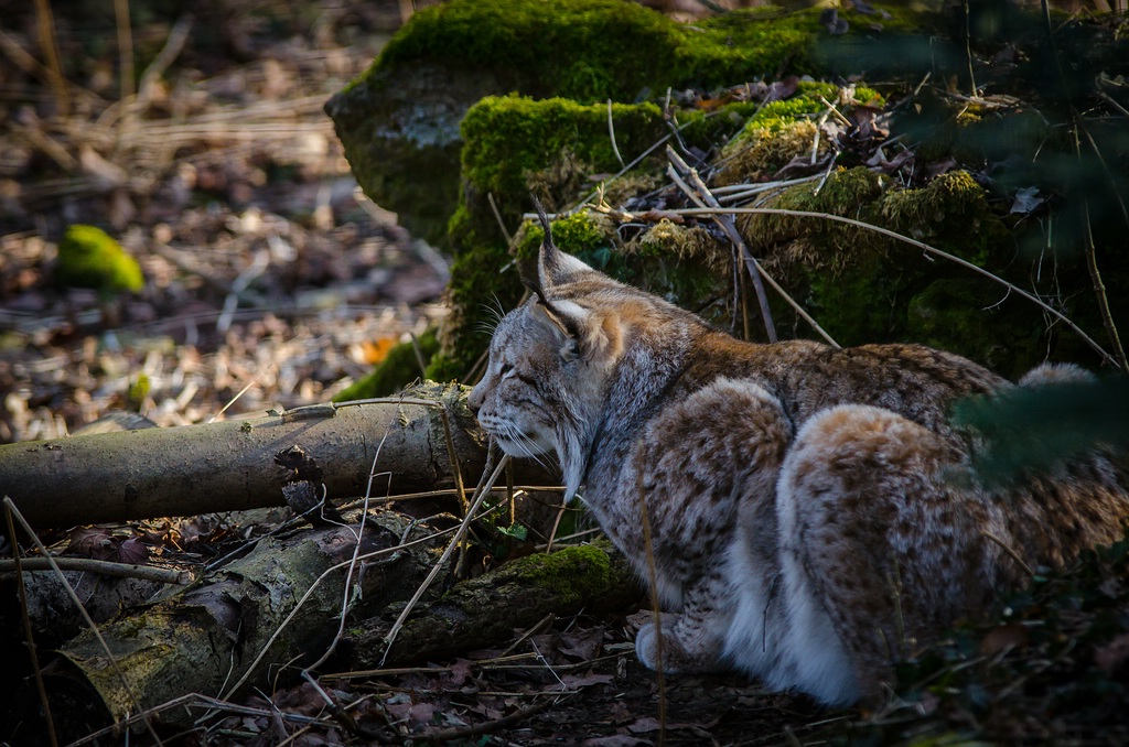 wisentgehege DSC 7639