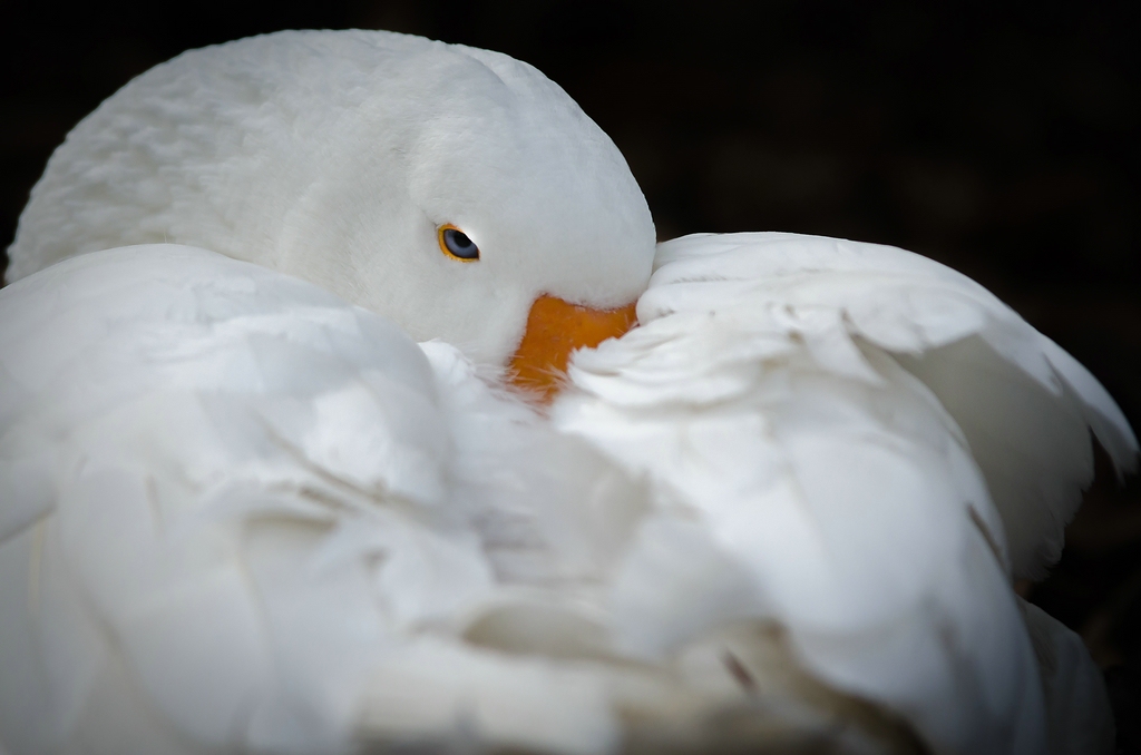 wisentgehege DSC 7646