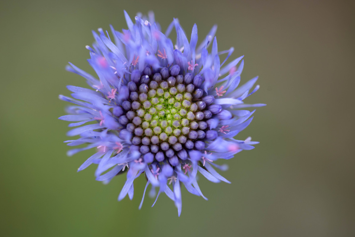 Witwenblume 1.jpg