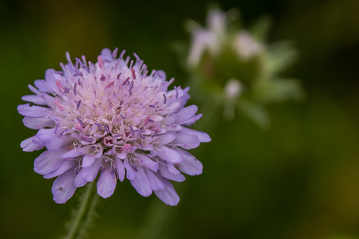 Witwenblume (1 von 1).JPG