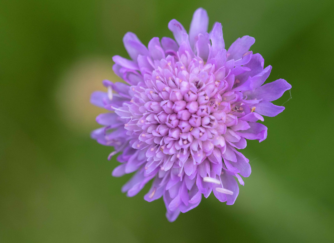 Witwenblume.jpg