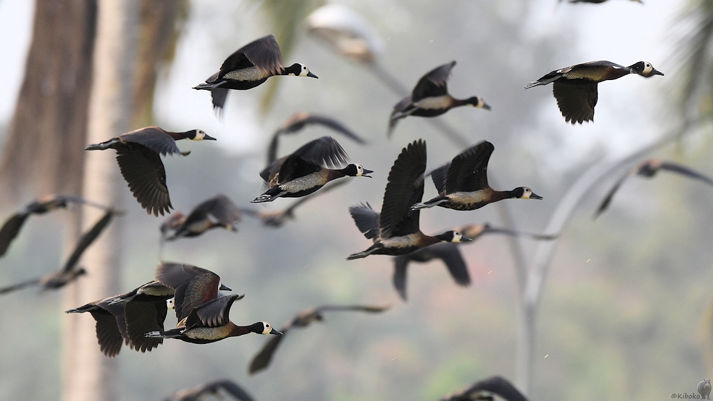 Witwenpfeifgans (White-faced whistling duck)
Am Krokodilteich, Yamoussoukro

s185 Yamoussoukro White faced whistling duck 6620