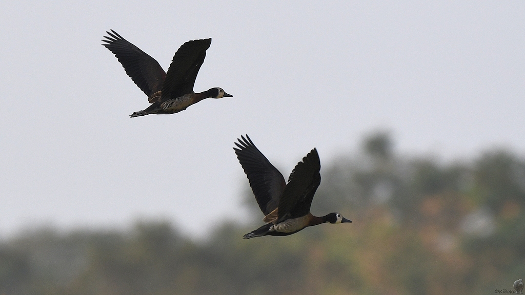 Witwenpfeifgans (White-faced whistling duck)
Am Krokodilteich, Yamoussoukro

s185 Yamoussoukro White faced whistling duck 6634