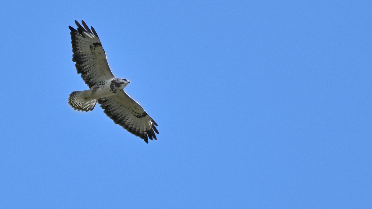 WK1_3118_Mäusebussard-Dst_NF.JPG