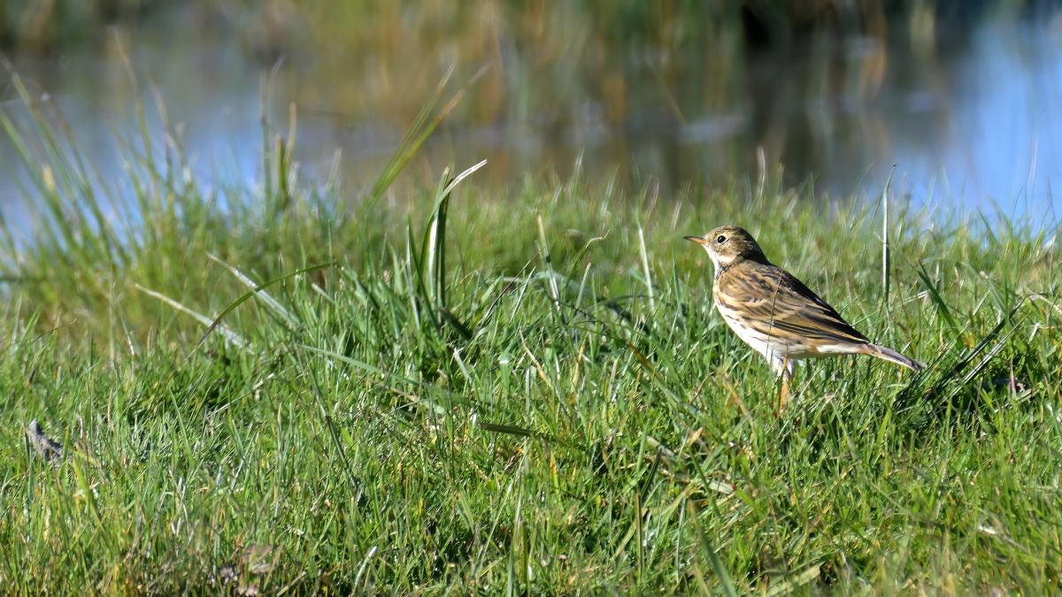 WK1_6283-D_Wiesenpieper 2_NF.JPG
