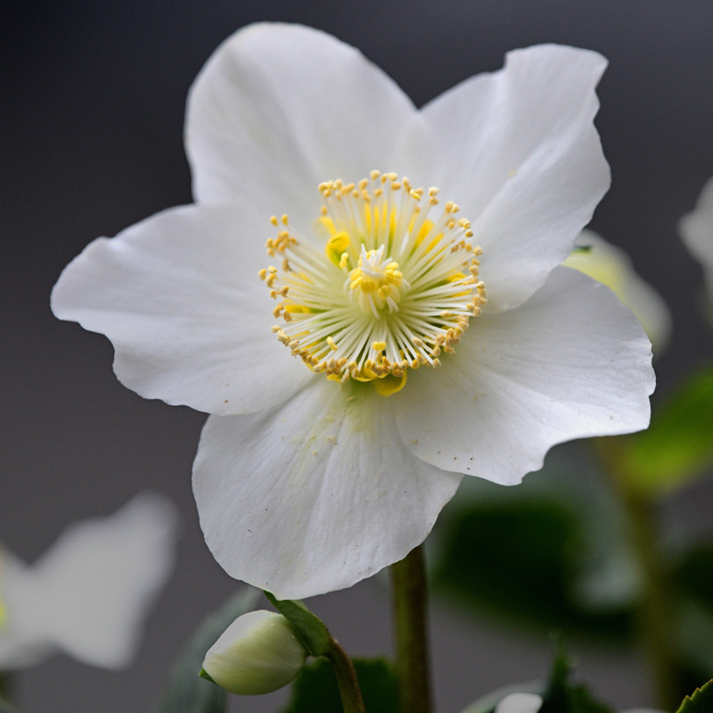 full