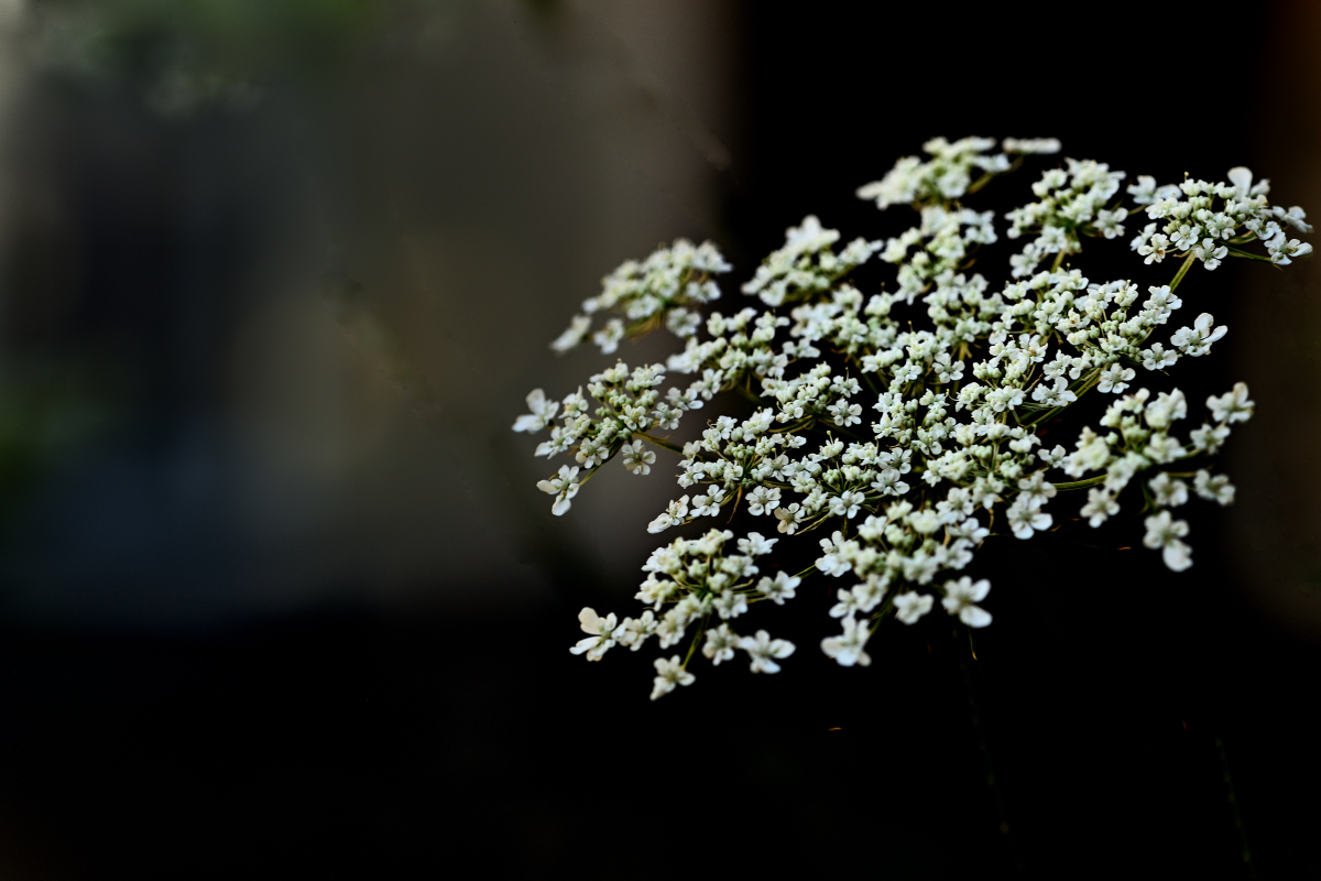 WK_9397.jpg