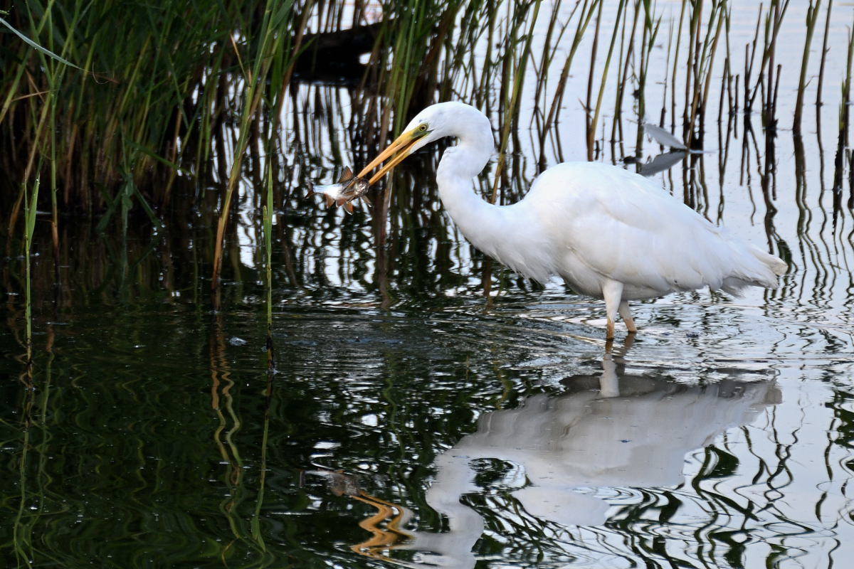 WKO_3807_NF_S-Reihers Frühst 1.jpg