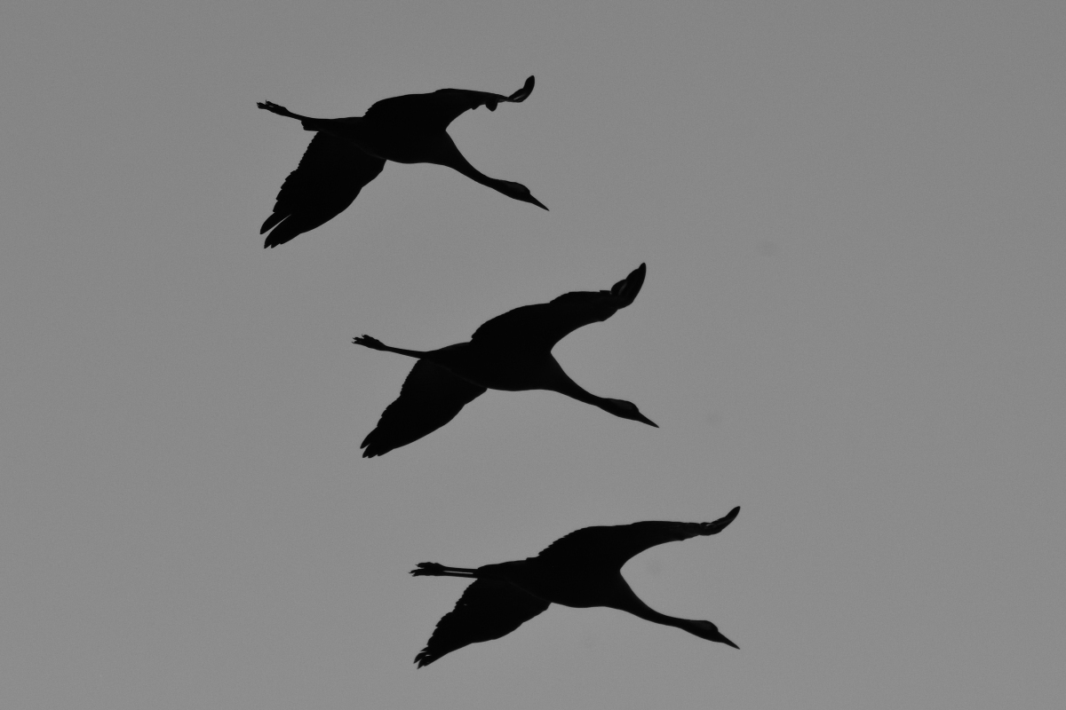 WKO_4321_NF.jpg