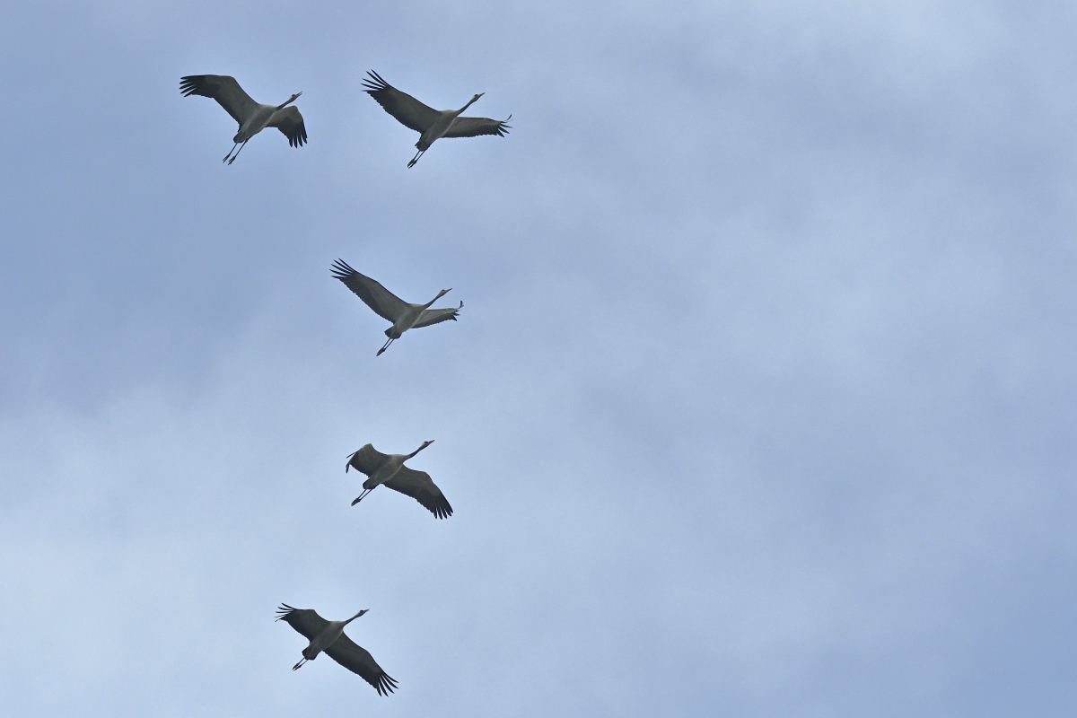 WKO_6037_NF.jpg