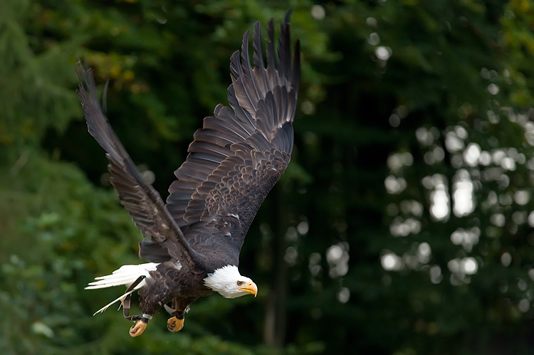 wkseeadler