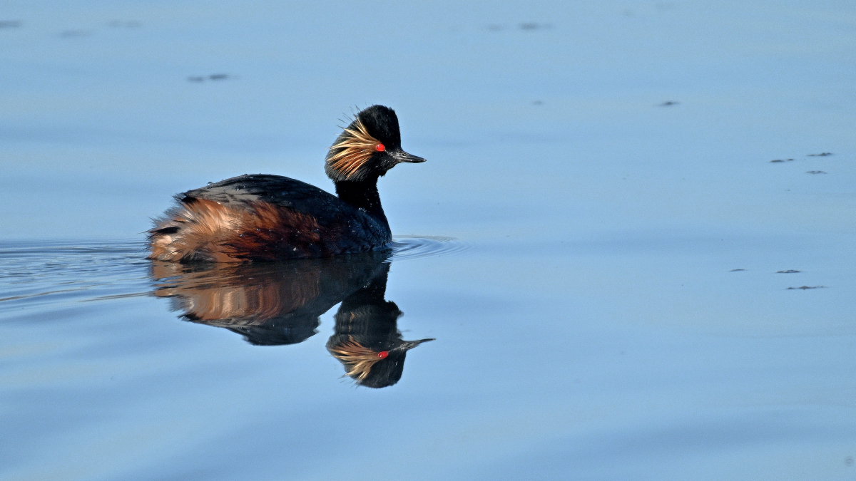 full