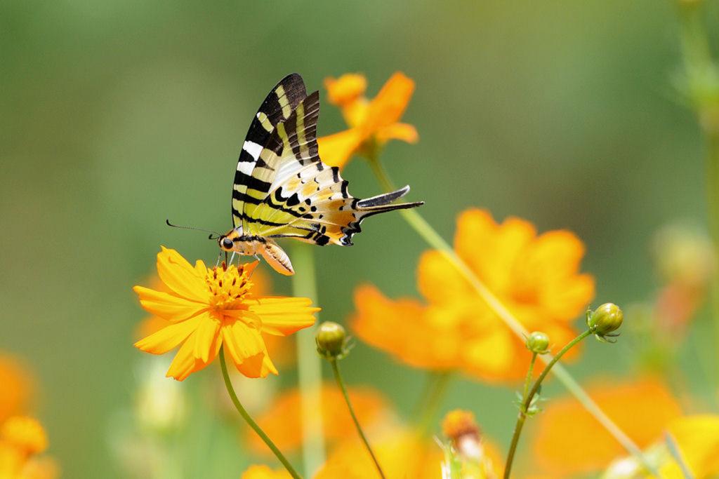 Wl Th 1 Schmetterling