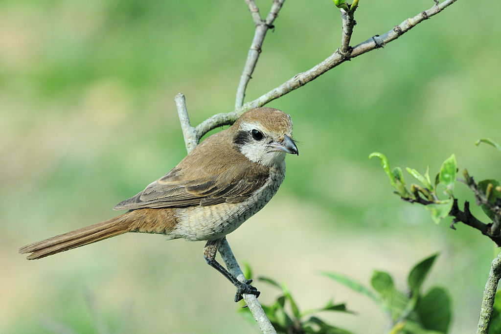 Wl Th 10
brown Shrike
Jungvogel