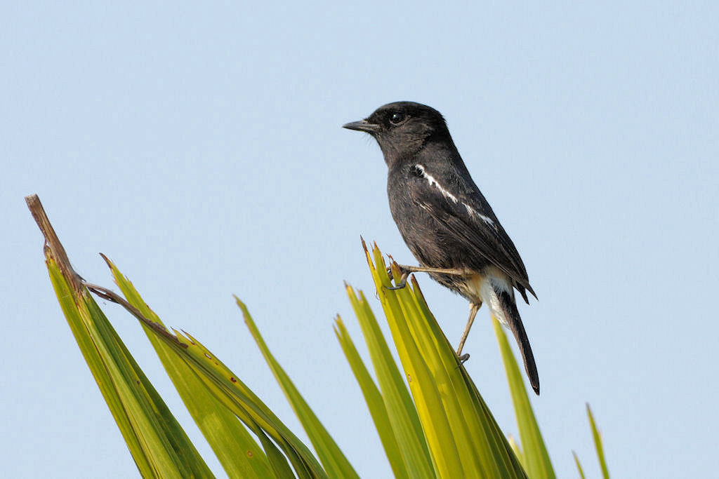 Wl Th 2
Pied Bushchat
