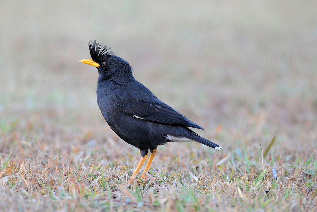 Wl Th 3
White-vented Myna