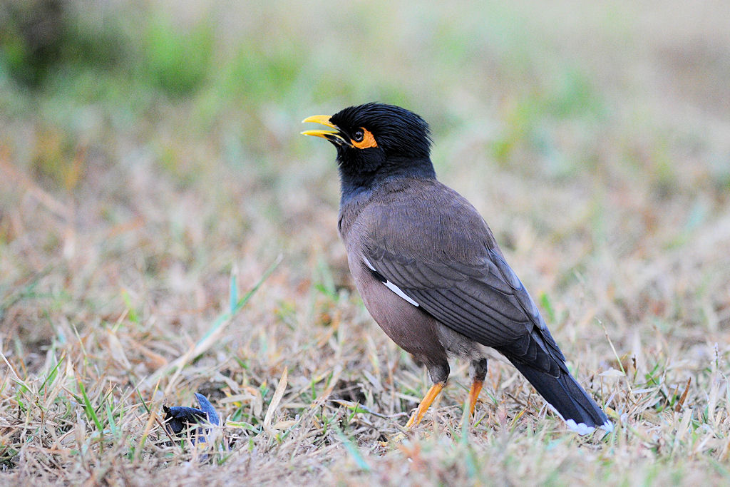 Wl Th 4
Common Myna