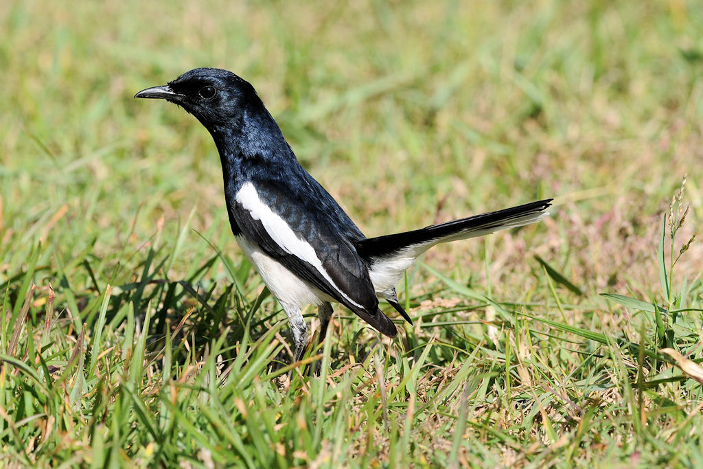 Wl Th 5
Oriental Magpie-Robin