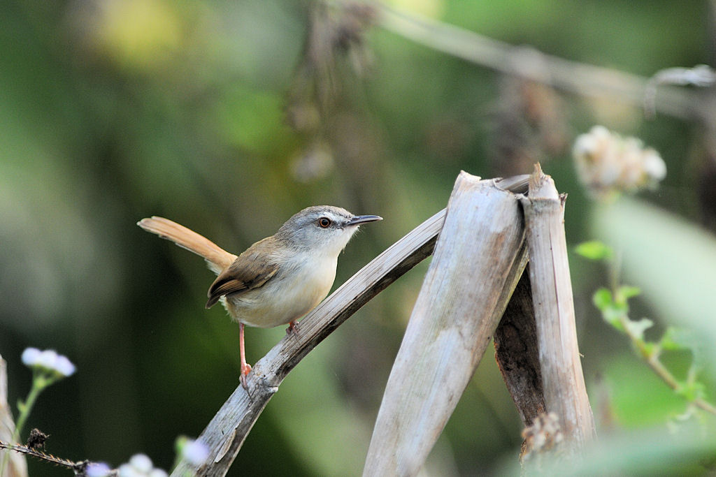 Wl Th 6
Reed-Warbler
