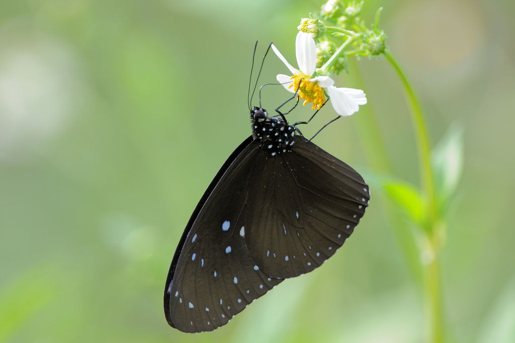 Wl Th 7
Schmetterling