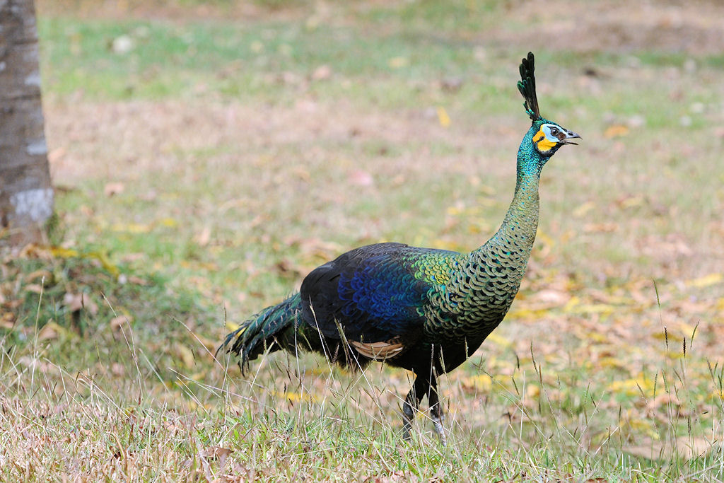 Wl Th 9
green Peacock
Pavo muticus imperator