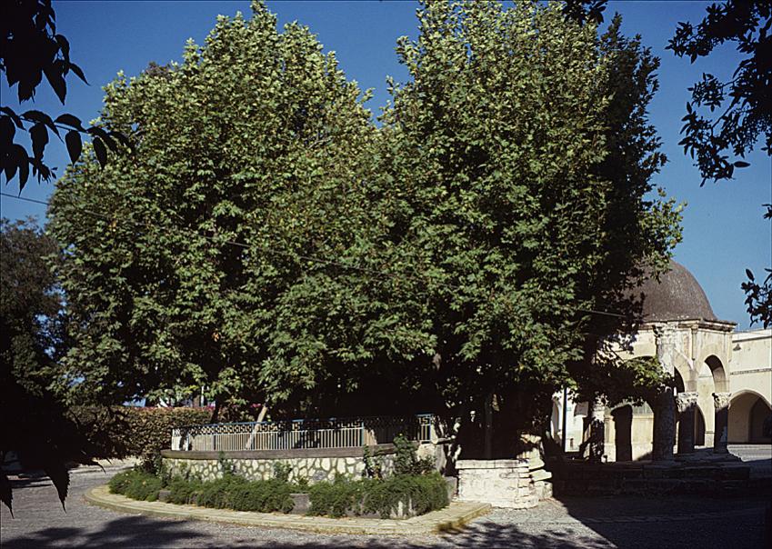 wo 557 2