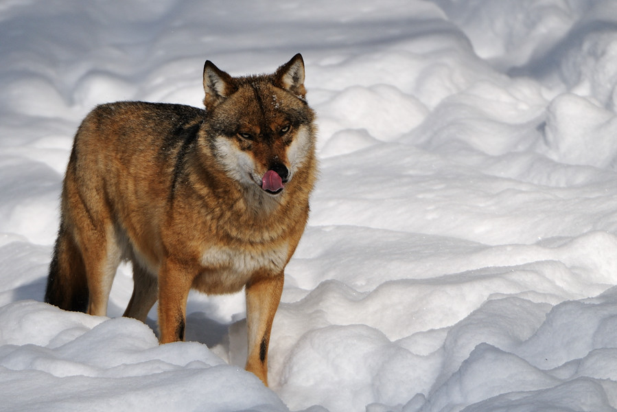 Wolf (überarbeitet)