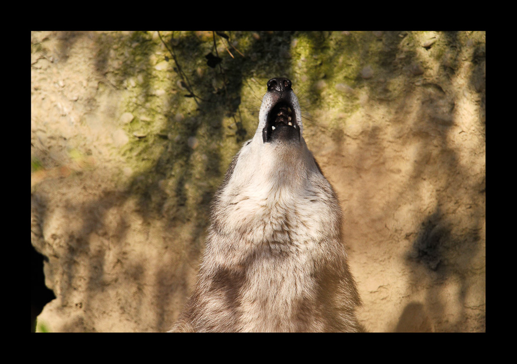 Wolf 0019283