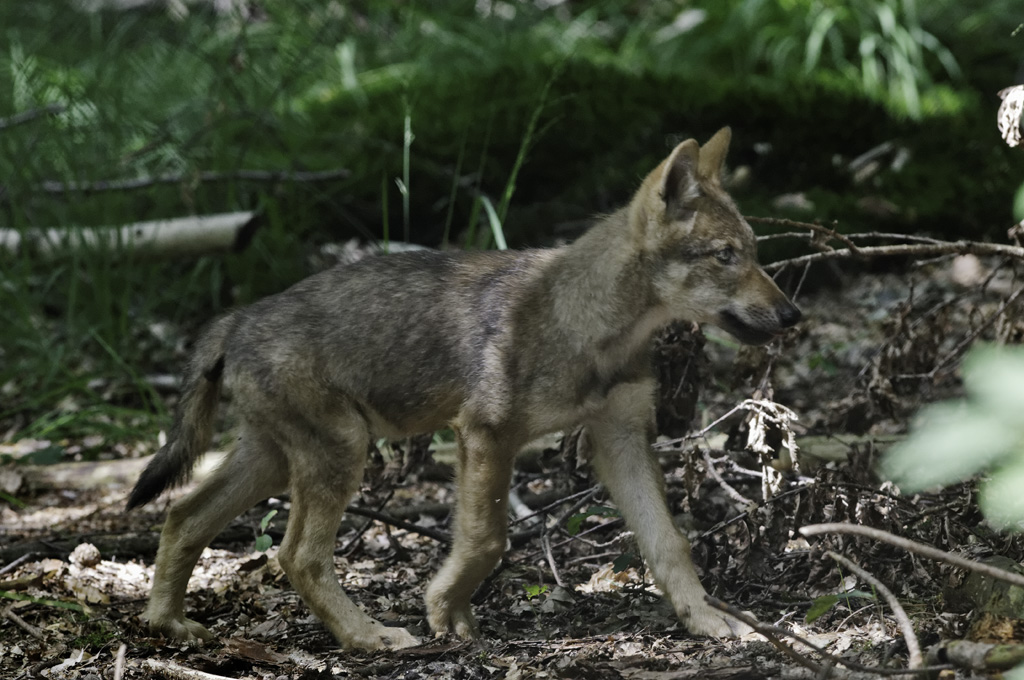 wolf 01