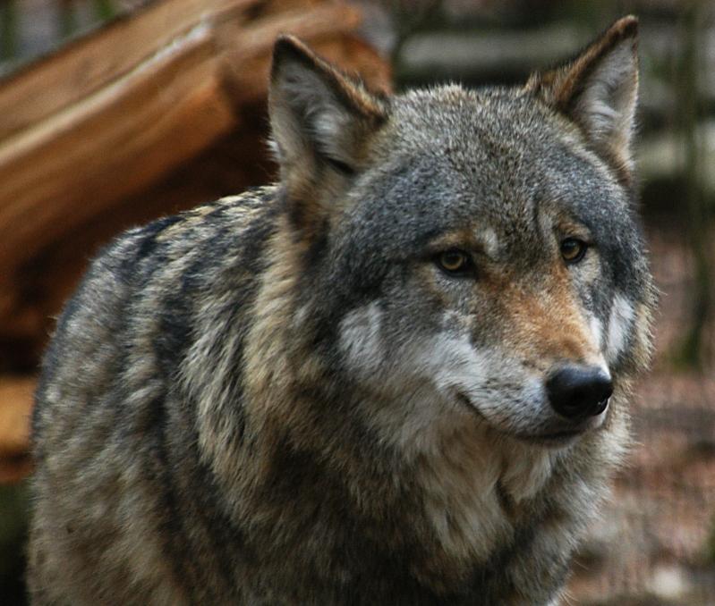Wolf 04